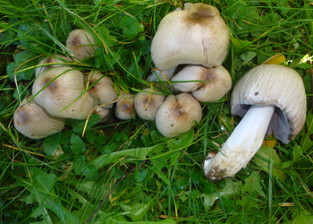Falten-Tintling (Coprinopsis atramentaria) - © Bernard Wieser